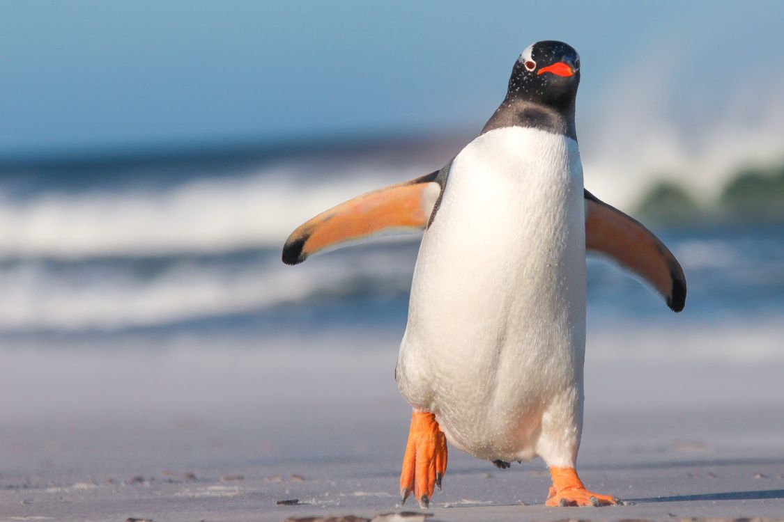 King Penguin ©Fieldwork/Adobe Stock